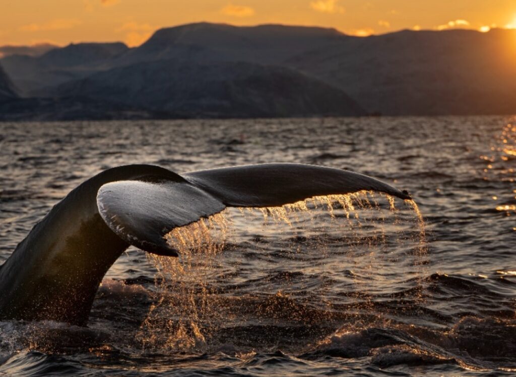 A whale tail flipping out of the ocean during sunset